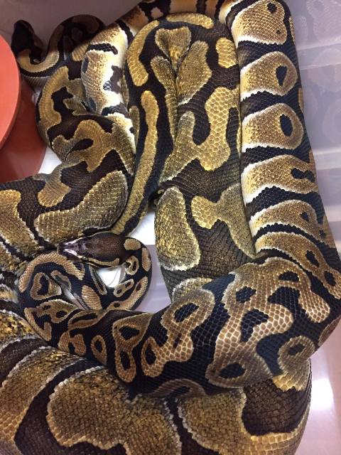 Www.snakeguy.de - Captive Bred Corn Snakes, Ball Pythons, Boas